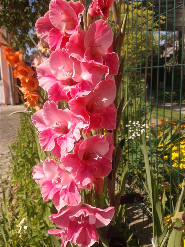 Gladiole